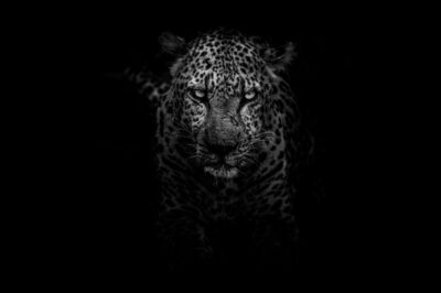 Employment Contracts Tiger